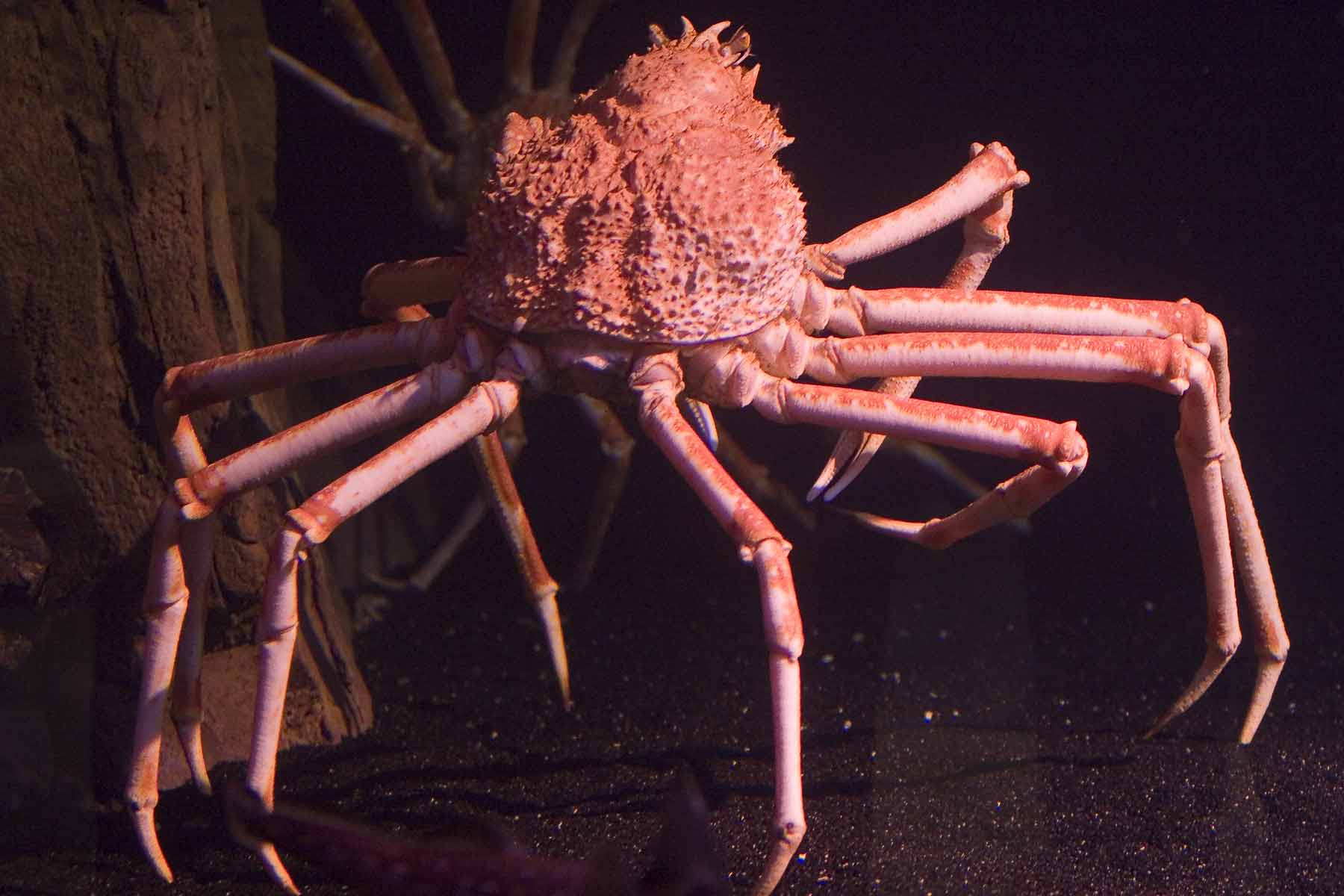 Spider Crab NickandJared